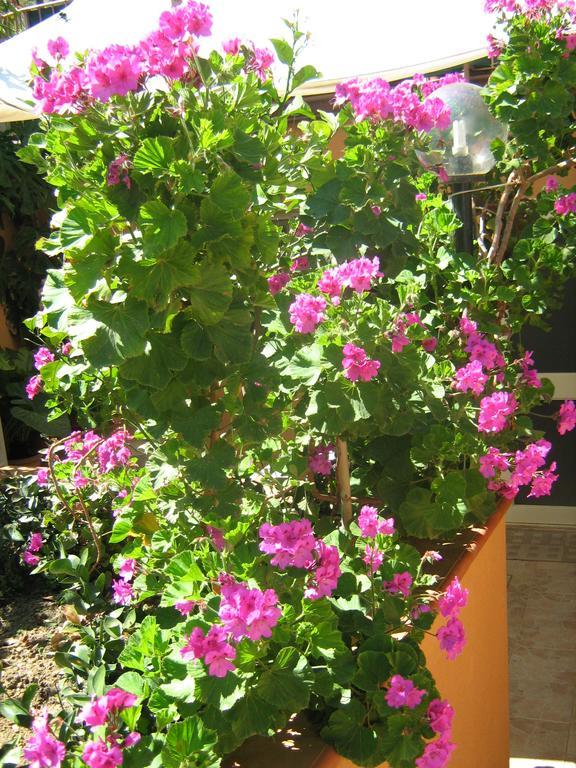 Terrazza Mimosa Lägenhet Cefalù Exteriör bild