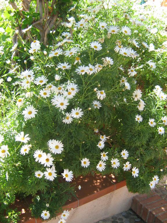 Terrazza Mimosa Lägenhet Cefalù Exteriör bild